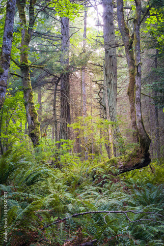 Fototapeta Naklejka Na Ścianę i Meble -  Rainforest environment on Lummi Island in the Pacific Northwest state of Washington.