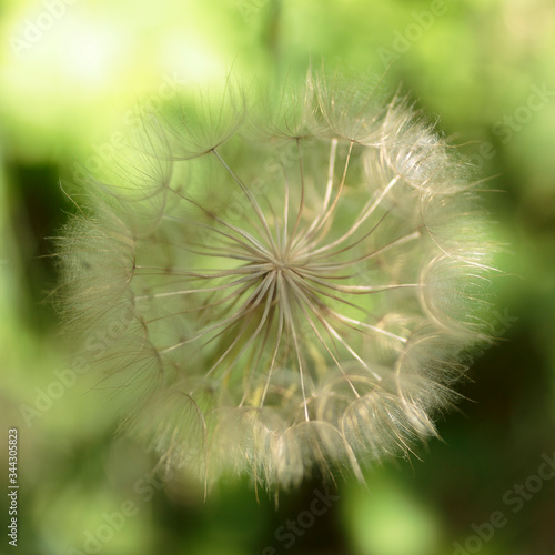 Dandelion seed head on a farm near Morganston  Ontario  Canada