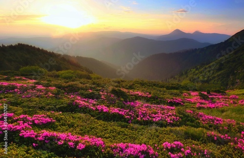 picturesque spring sunrise landscape in Europe, attractive morning view on blossom rhododendron flowers,, wonderful dawn sunlight, scenic floral nature image, Europe, Carpathians, Ukraine - Romania