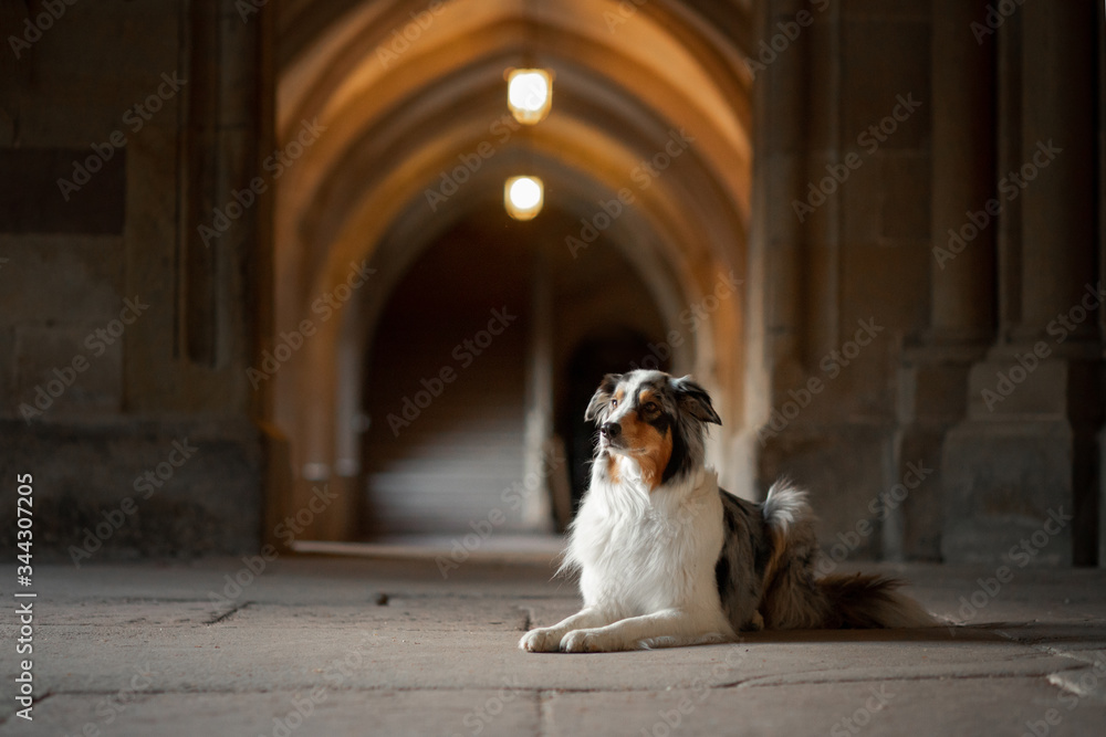 dog in an old castle. Low key. Ancient architecture, monastery