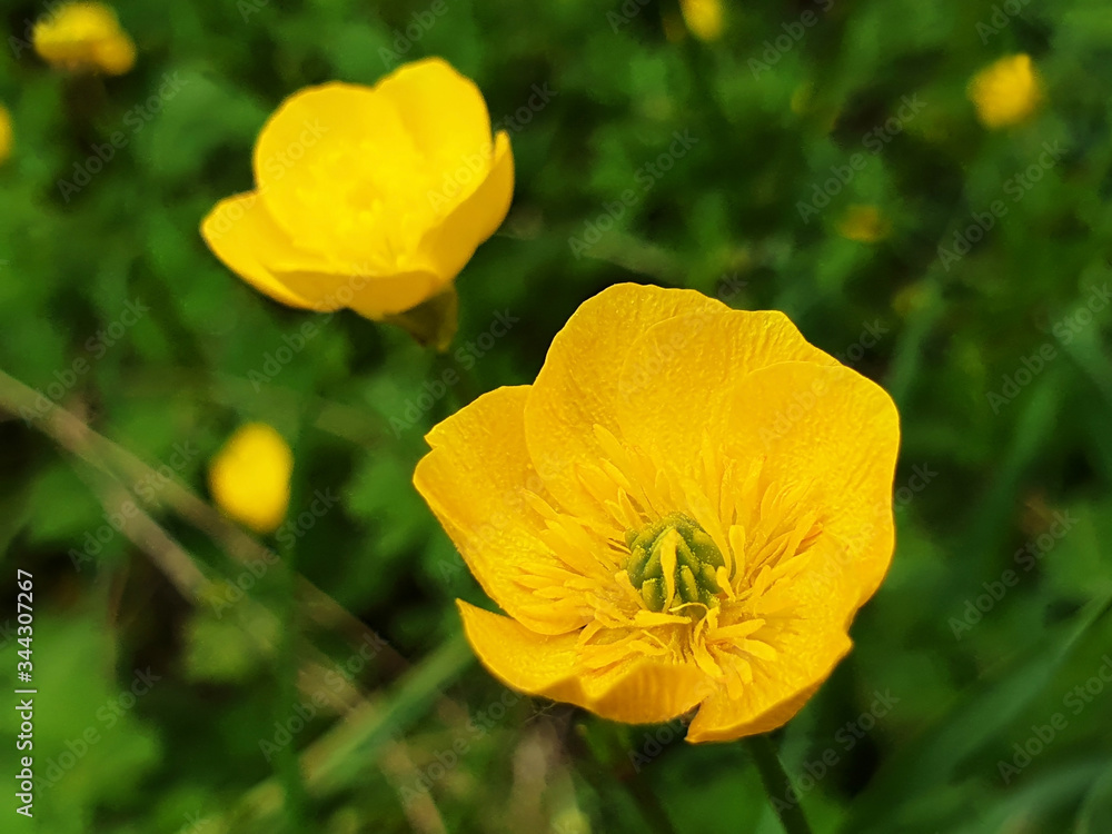 Yellow flowers of Ranunculus acris on green grass background on sunny day. Yellow flowers of Ranunculus acris on green grass background on sunny day.