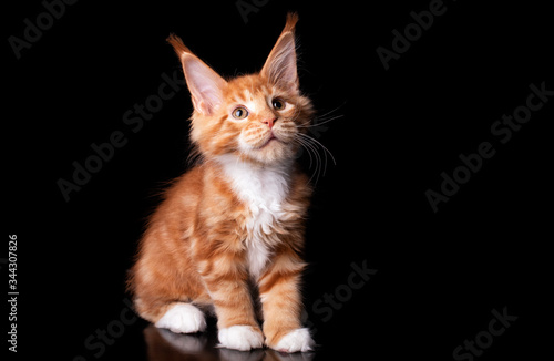 Adorable red cute maine coon kitten on black background in studio.