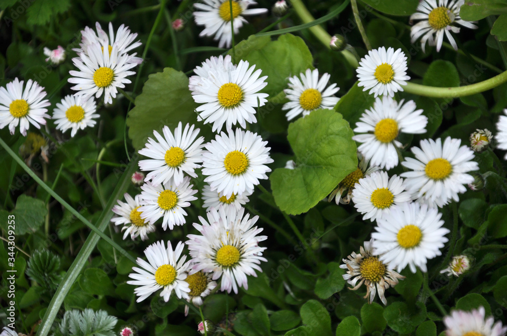 The perennial Bellis perennis bloom in nature The perennial Bellis perennis bloom in nature