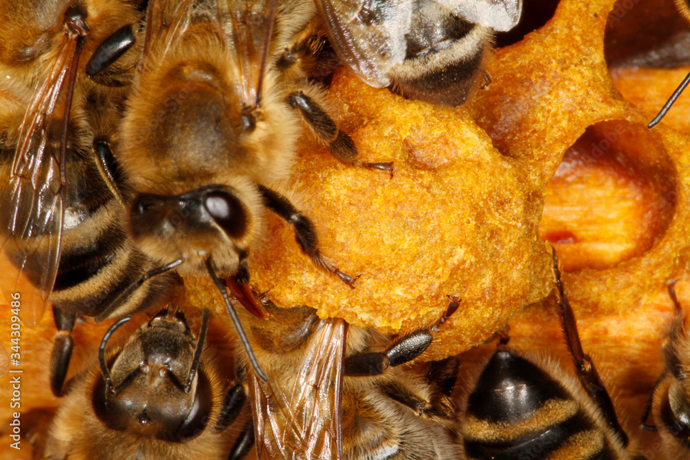 Bee, Honeybee, Apis mellifera, Thuringia, Germany, Europe Bee, Honeybee, Apis mellifera, Thuringia, Germany, Europe