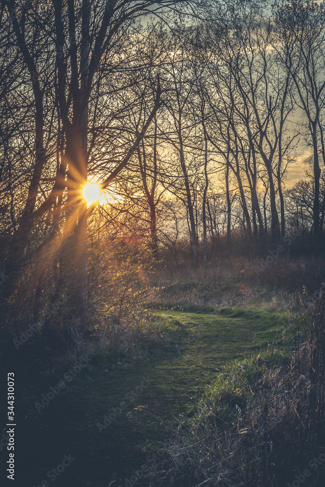 sunset in the forest sunset in the forest