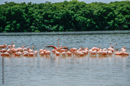 El baile de los flamingos
