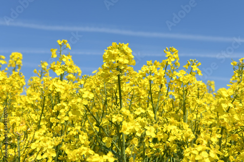 Ein blühendes Rapsfeld in Desselbrunn (Salzkammergut, Österreich) - A blooming rapeseed field in Desselbrunn (Upper Austria, Austria) photo