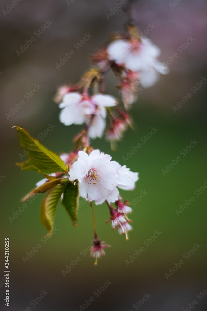Beautiful sakura flower on green background close view Beautiful sakura flower on green background close view