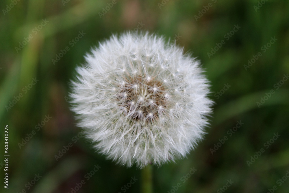 Un fiore cresce in un prato di primavera Un fiore cresce in un prato di primavera