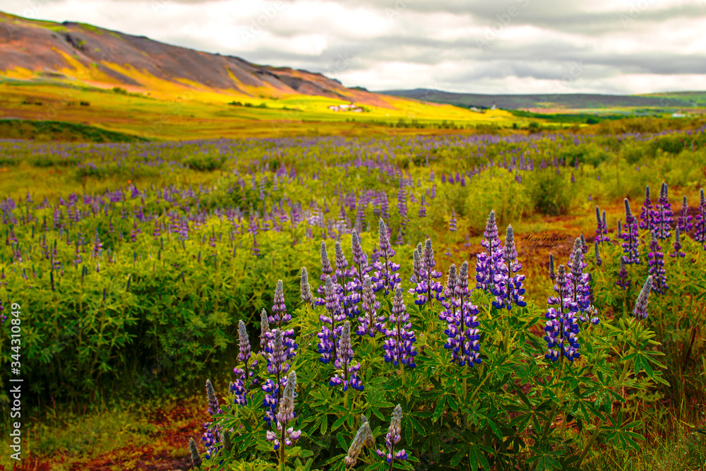 Obraz premium Iceland Nature Landscape Flowers Birds Animals Waterfall Tourism Tourist Geyser Natural Wonders Church Misty Foggy Black Sand Beach Caves