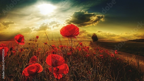 red-poppy-flowers-blooming-on-field-during-sunset