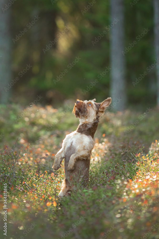 Little Yorkshire Terrier in the grass, a dog in Flowers. Pet in the forest. Little Yorkshire Terrier in the grass, a dog in Flowers. Pet in the forest.