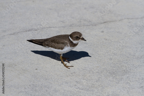 Semipalmated Plover standing on a concrete pier 