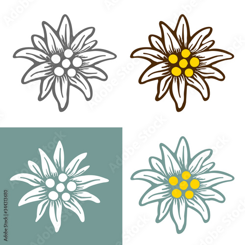 edelweiss flower icon vector alpine icon flat web sign symbol logo label