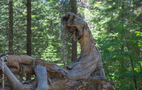 A Woody Monster