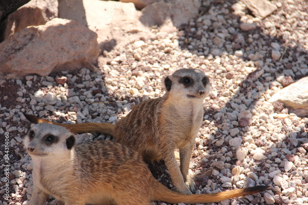 Fototapeta premium meerkat on guard duty