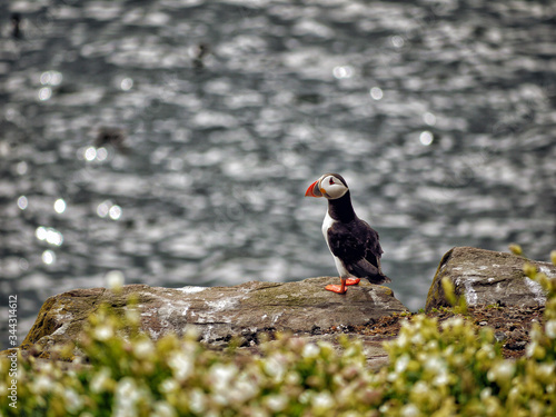 Atlantic puffin or common puffin on a rock looking out to sea