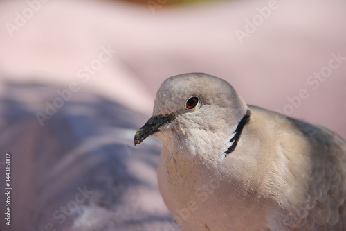 white dove on the rock © Grant