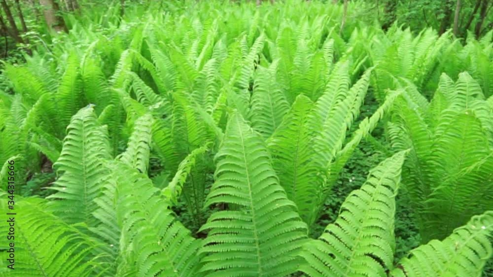 Young vivid green fern growing in forest. Young vivid green fern growing in forest.