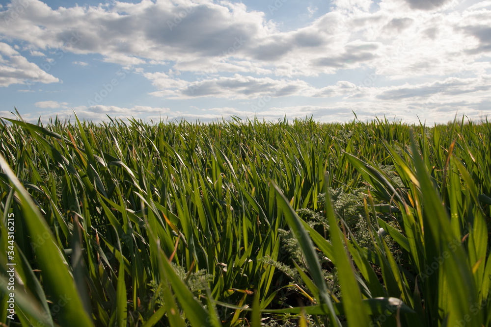 Obraz premium Green grass field cloud sky landscape