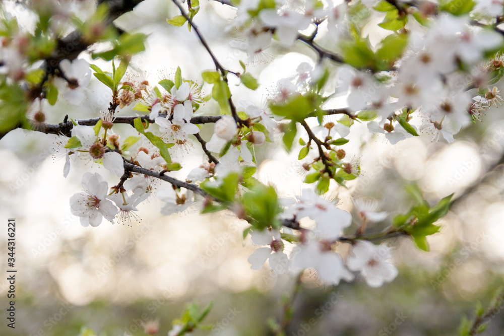 Springtime flowers. Blossom tree branches Springtime flowers. Blossom tree branches