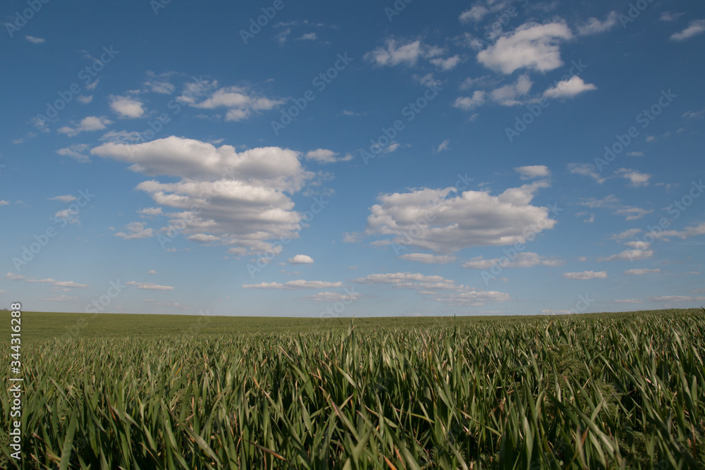 Summer green grass field blue clouds sky landscape Summer green grass field blue clouds sky landscape