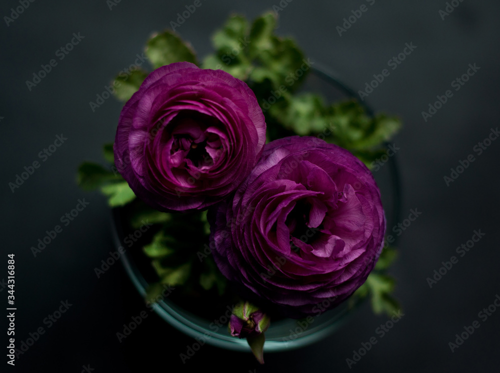 Fototapeta premium Beautiful purple ranunculuses flowers close up on dark background. Ranunculus cultivation.