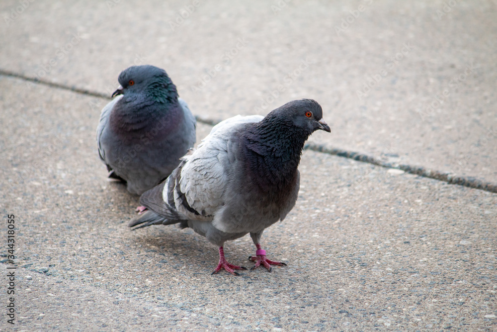 Fototapeta premium Pigeons in downtown Toronto.