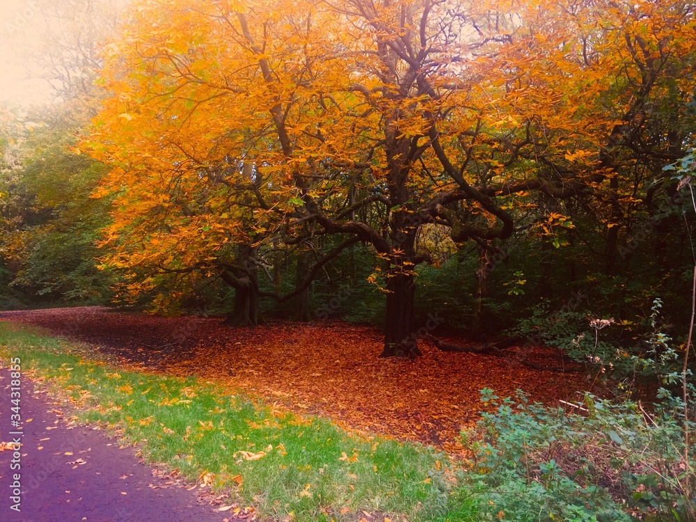 Obraz premium autumn in the forest