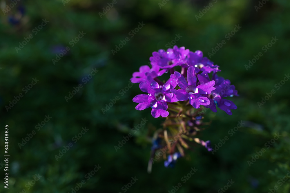 Purple Glandularia flowers growing in the garden Purple Glandularia flowers growing in the garden