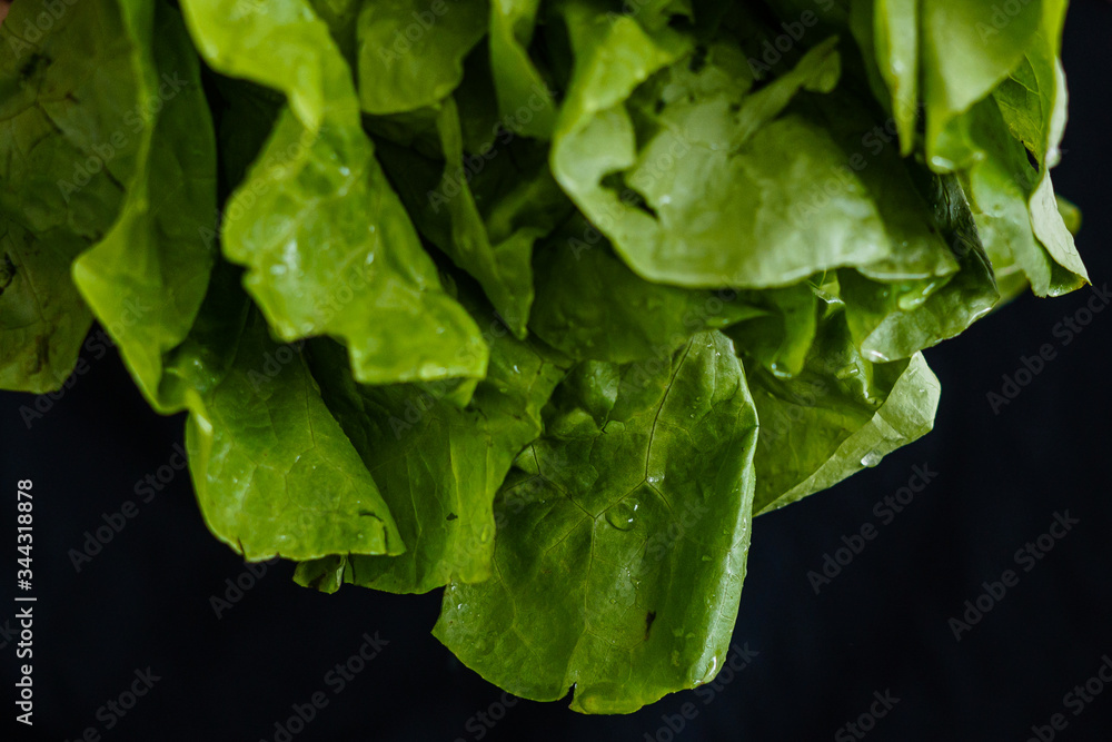 Hojas de lechuga con gotas de agua Hojas de lechuga con gotas de agua