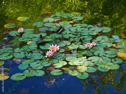Fényképezés Waterlilies like a canvas of Monet.