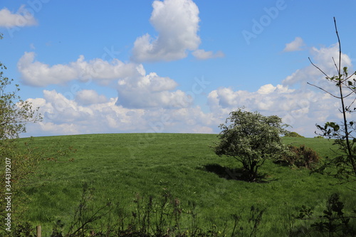 tree in the field