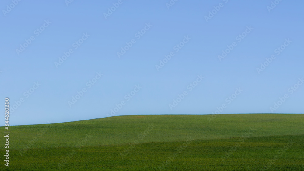 Horizon of green meadow