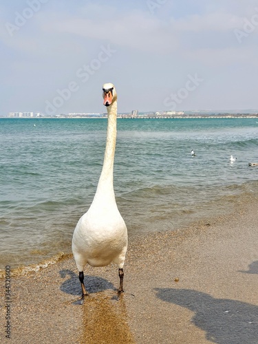 A funny Swan that came ashore closer to people. Beach on the Black sea in a small resort town of Krasnodar territory.