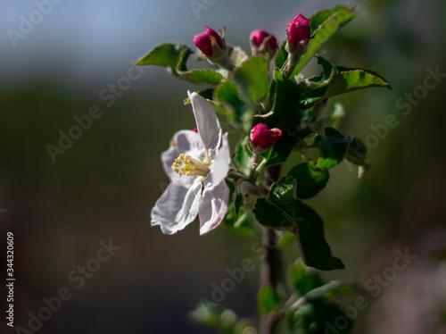 Apple tree flowers on a branch with a blurred background