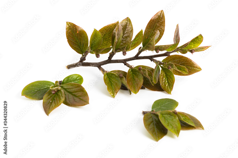 Fresh green leaves branch isolated on white background