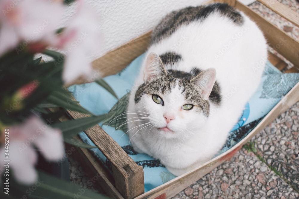 Obraz premium Katze im Körbchen schaut nach oben