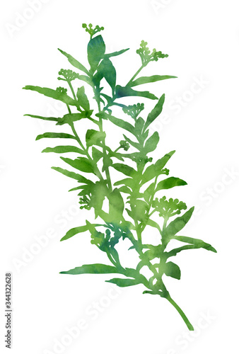 Beautiful watercolour plant isolated on a white background. Decorative image for creative design of cards, invitations, banners, websites, posters, etc. Hand painted illustration. Green colour.