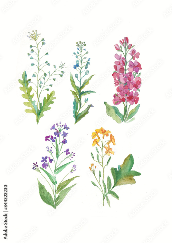 Big Set Watercolor collection with plants elements - leaf, flowers. Botanical illustration isolated on white background. Floral nature.