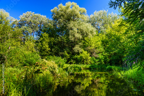 Small river in a forest on summer