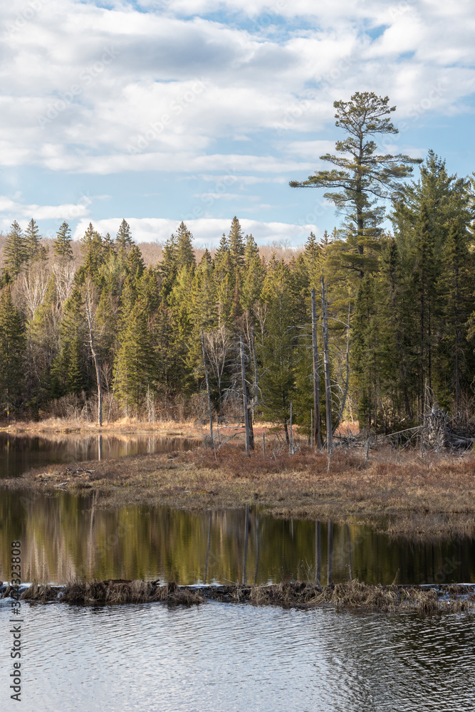 Fototapeta premium A beautiful spring scenery and reflections at a beaver pond in springtime in late afternoon sun