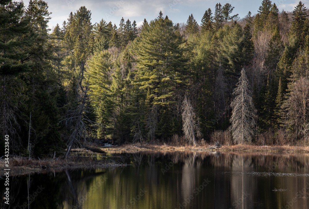 A beautiful spring scenery and reflections at a beaver pond in springtime in late afternoon sun