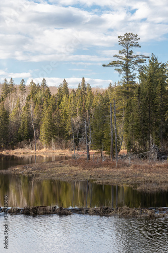 A beautiful spring scenery and reflections at a beaver pond in springtime in late afternoon sun