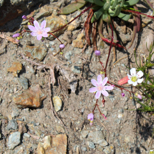 flowers in the forest
