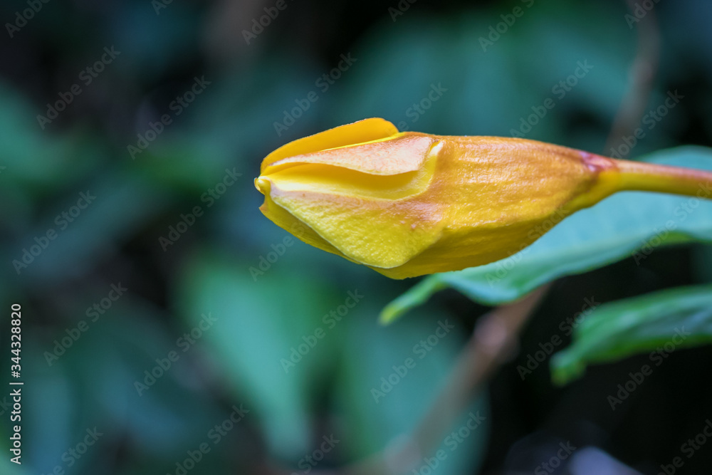 Bud close-up of an Allandra flower Bud close-up of an Allandra flower
