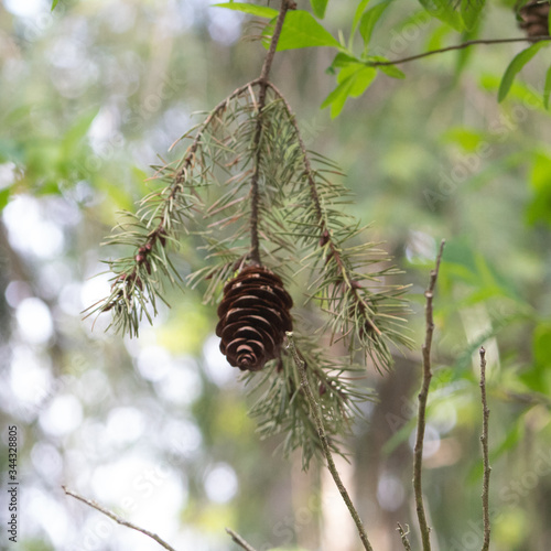 pine cone on a branch