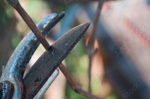 Pruner pruned grapes. Spring work in the garden.