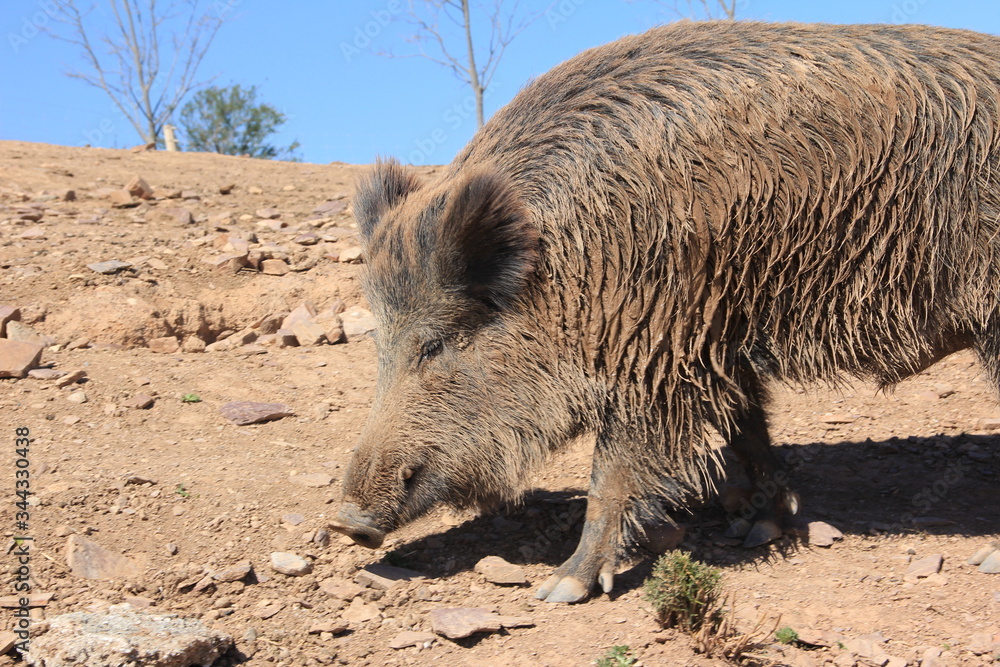 Fototapeta premium Hog