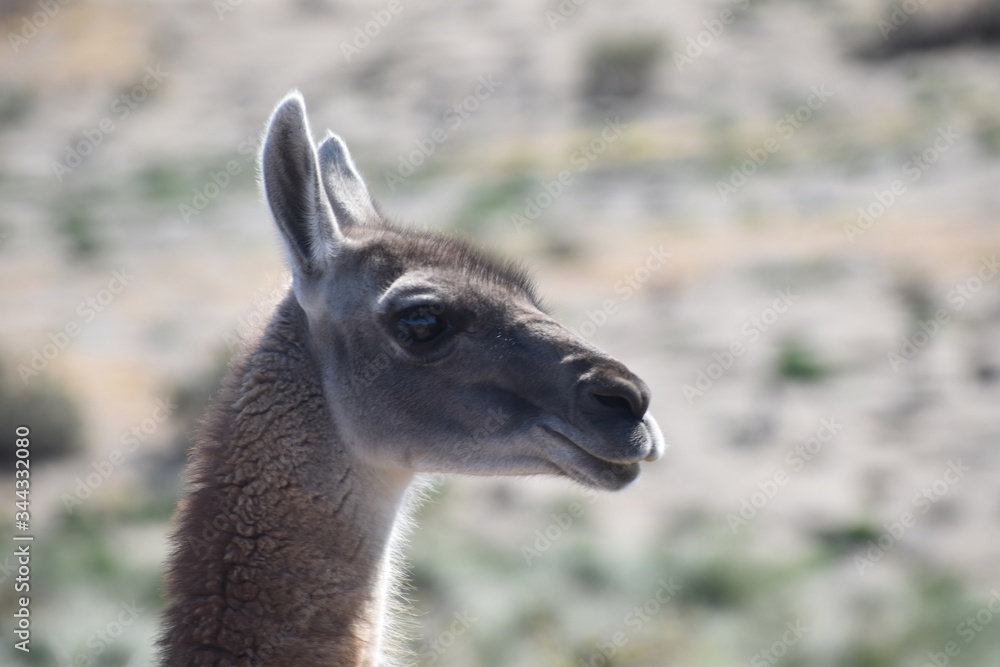 Guanaco